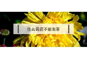 什么菊花不能泡茶