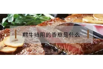 煎牛排用的香草是什么