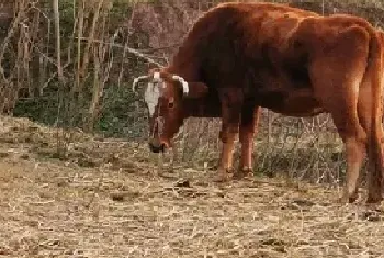 牛炭疽病怎么预防