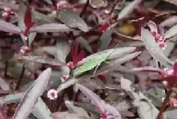 红莲草的作用及食用方法