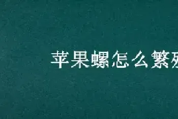 苹果螺怎么繁殖