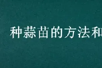 种蒜苗的方法和步骤