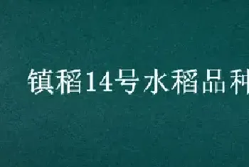 镇稻14号水稻品种介绍