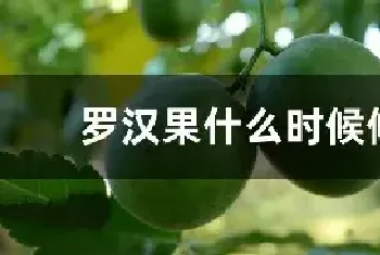 罗汉果什么时候修剪