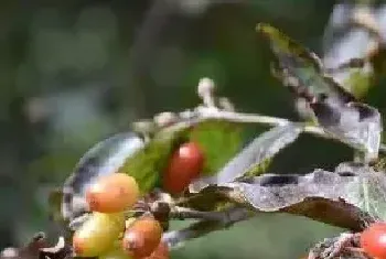 野生茱萸的功效与作用 野生茱萸有什么作用