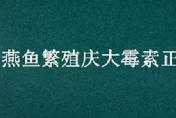 燕鱼繁殖庆大霉素正确方法