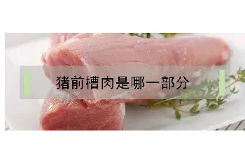 猪前槽肉是哪一部分