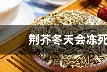 荆芥冬天会冻死吗