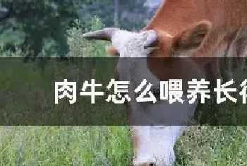 肉牛怎么喂养长得快