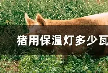 猪用保温灯多少瓦合适