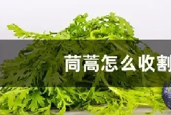 茼蒿怎么收割