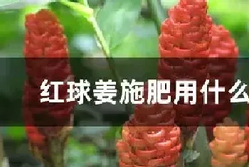 红球姜施肥用什么肥料