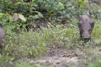 野生獾猪可以吃吗