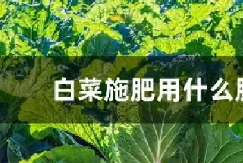 白菜施肥用什么肥料