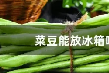 菜豆能放冰箱吗