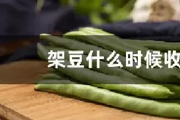 架豆什么时候收获