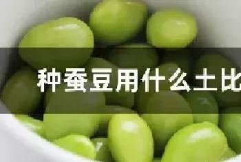 种蚕豆用什么土比较好