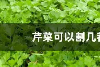 芹菜可以割几茬