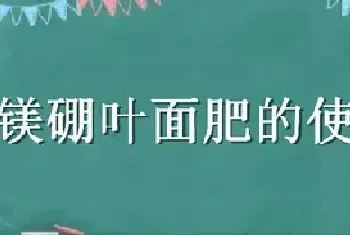 钙镁硼叶面肥的使用效果