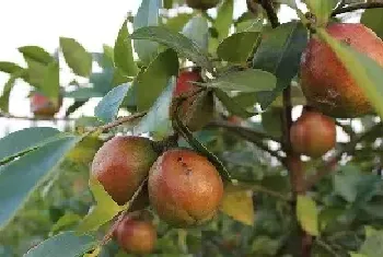 我国油茶树种植基地有哪些？