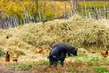 藏香猪养殖利润高,为什么没人养