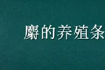 麝的养殖条件