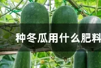 种冬瓜用什么肥料最好