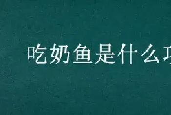 吃奶鱼是什么项目