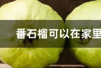 番石榴可以在家里种吗