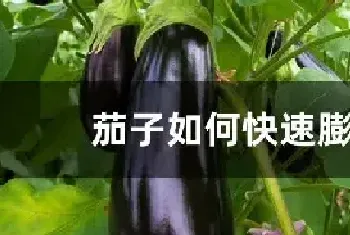 茄子如何快速膨果