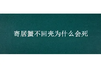 寄居蟹不回壳为什么会死