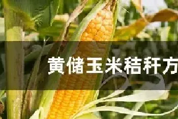 黄储玉米秸秆方法