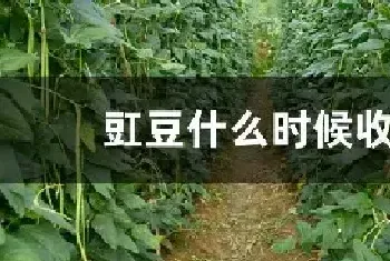 豇豆什么时候收获