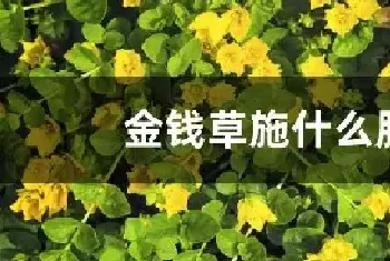 金钱草施什么肥