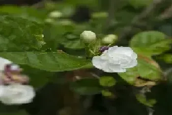 茉莉花怎么过冬