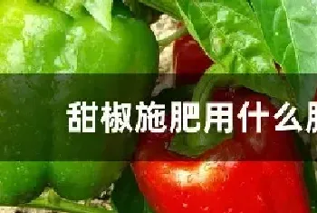 甜椒施肥用什么肥料