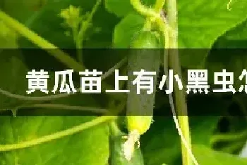 黄瓜苗上有小黑虫怎么办