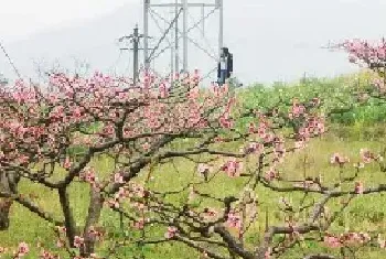 桃树土传病害怎么治