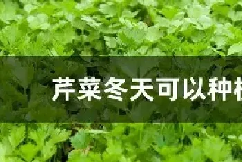 芹菜冬天可以种植吗