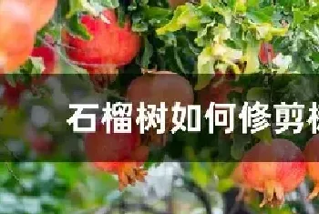 石榴树如何修剪树枝