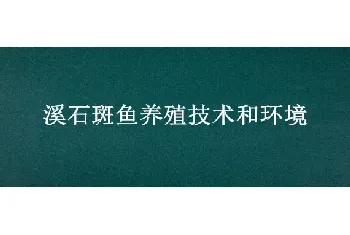 溪石斑鱼养殖技术和环境