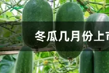 冬瓜几月份上市