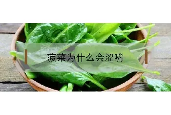 菠菜为什么会涩嘴