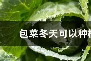 包菜冬天可以种植吗