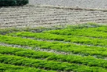 花生套餐和除草剂间隔多久打