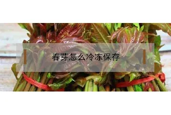 春芽怎么冷冻保存不烂