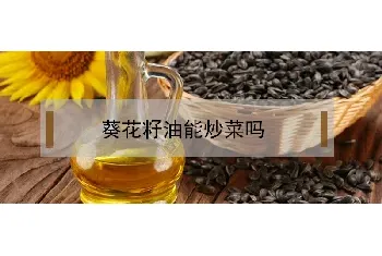 葵花籽油能炒菜吗