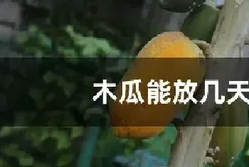 木瓜能放几天