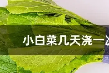 小白菜几天浇一次水