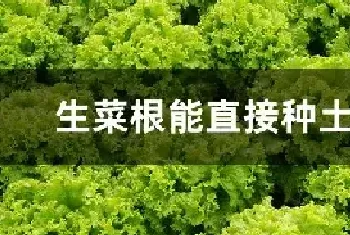 生菜根能直接种土里吗